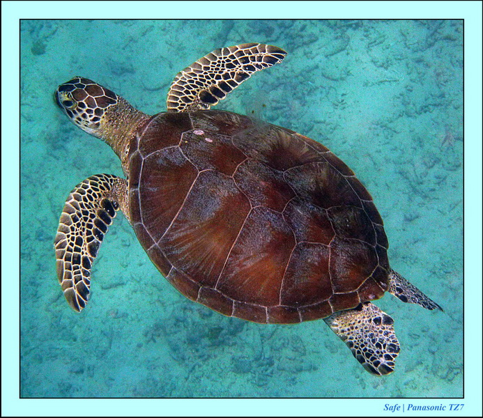 Mataking - Snorkeling